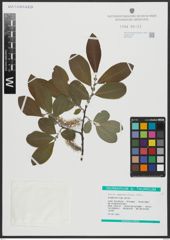 Foto von Salix appendiculata Vill.